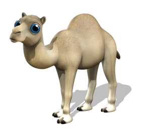 Kamel 6
