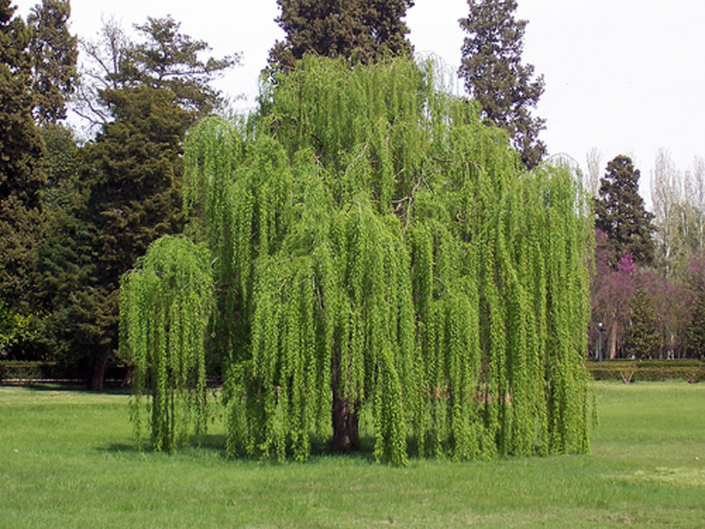 salix-babylonica